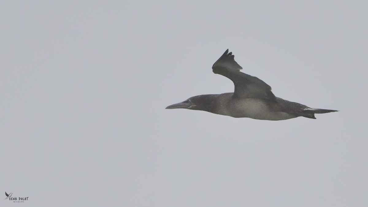 Northern Gannet